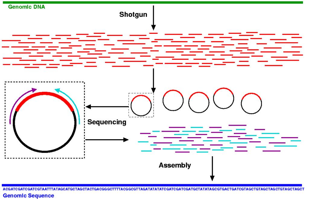 GENOM SZEKVENÁLÁS A random tördelt fragmentek klónozása, sok millió klón szekvenálása, az adatok feldolgozása, a szekvencia összeszerelése automatikus.