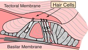 ) Külső szőrsejtek: A hullám kitéríti a tektoriális membránt nagyobb mértékű érintkezés ingerlés ingerlésre