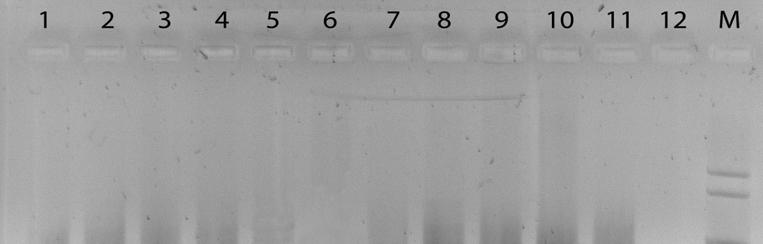 A szekvenciaadatok és tervezett primer: Az OpA 20 primerrel végzett RAPD-analízis differenciáló sávjaira tervezett primerek tesztelése PCR-reakcióban A Korona 312-es fajta nem ad bandet, szemben a