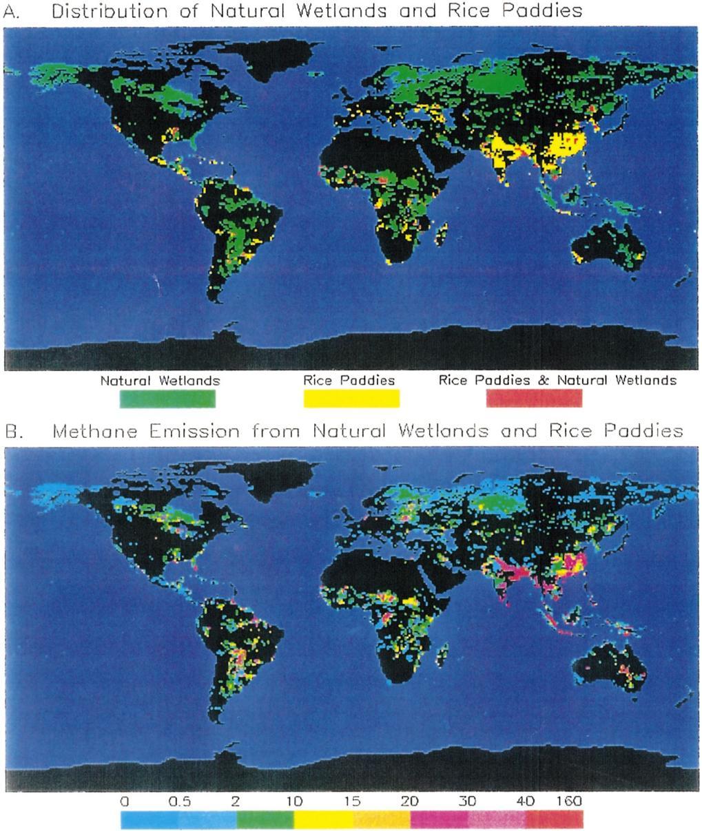 4. ábra: vizenyős területek földrajzi eloszlása (a), természetes vizenyős területek és rizsföldek metán kibocsátása (b) (10 9 g CH 4 0,5 *0,5 szélességi-hosszúsági rácsonként) (Cao et al.