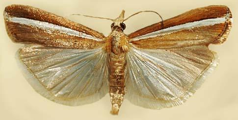 2 microlepidoptera.hu 2. (201