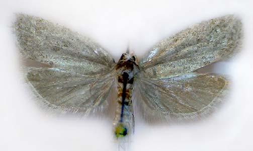 microlepidoptera.hu 2. (2010.12.20.) 7 a b c d 1. ábra. Cnephasia pasiuana: a) imágó, b) genitália (No. 3209); c) imágó, genitália (No. 3208) Fig. 1. Cnephasia pasiuana: a) adult, b) genitalia (No.