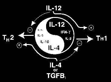 Immunologiai Yin-Yang Az IL-12 és a TGFbeta1 citokinek dominanciája alapvetően befolyásolja a SALT és a MALT immunreaktivitásának irányát.