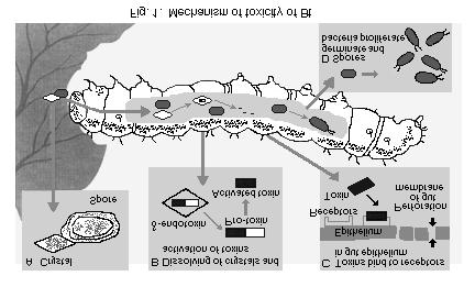 Bacillus thuringiensis ß-endotoxin, Bt)