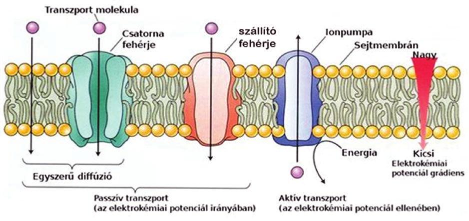 2. ábra: Aktív-, illetve passzív transzport sematikus ábrája fehérjékkel dolgoztunk (3. ábra).