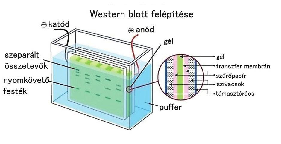 6. ábra: A gélelektroforézis során használt szerkezet felépítése és az ellenőrizhetőség érdekében kalibrációs egyenest is készítettünk ismert koncentrációjú szarvasmarha szérum albumin (BSA)