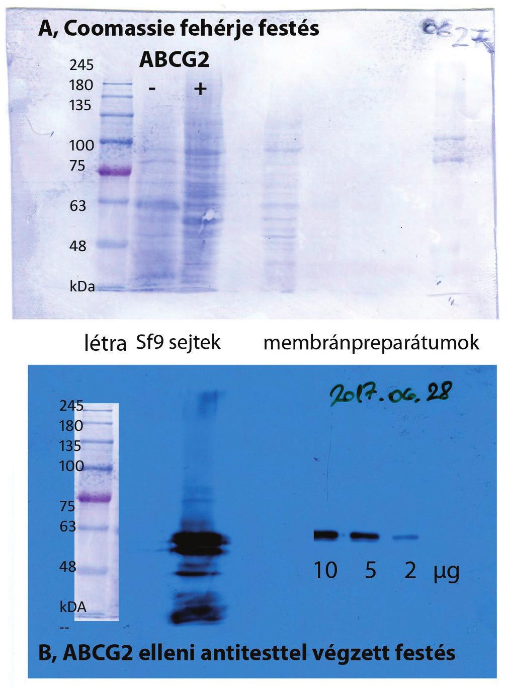 SDS-Page gélelektroforézis és western blott (6. ábra) A gélelektroforézis módszerrel a fehérjék méret szerinti elválasztása volt a célunk.