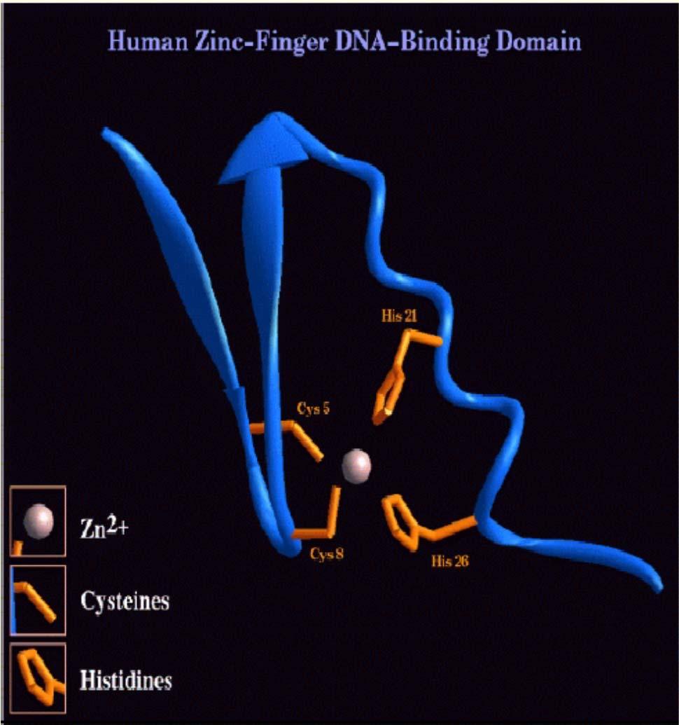 Szteroid receptor