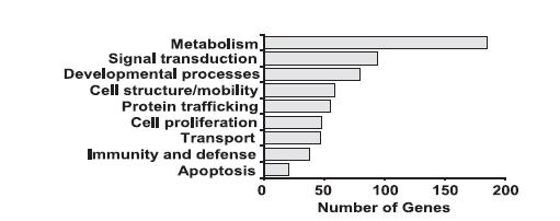 Novel role for the GR (Glucocorticoid Receptor) within the cytoplasmic cell compartment as an RBP (RNA Binding Protein) FIGURE: GO analysis of GR-associated genes.