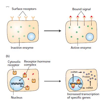 Receptorok osztályozása Lokalizáció Sejtmembrán Citoplazma Sejtmag Ligand Hormon Neurotranszmitter Immun