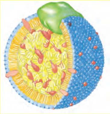 szállítják máj véráram LDL ApoB ApoB LDL Low Density Lipoprotein