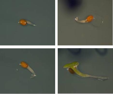 A NaCl NaCl+Estr. Col-0 C38-33 B Napok germination % 60 50 40 30 20 10 0 1/2MS + 250mM NaCl Col-0 C38-33 Col-0+Estr C38-33+Estr d1 d2 d3 d4 d5 d6 d7 d8 d9 d10 9. ábra.