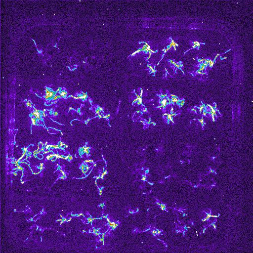 control NaCl ABA KCl sucrose mannitol H 2 O 2 glucose ADH::LUC16 400 300 200 Control ABA suc mann NaCl KCl H2O2 100 0 0h 1h 2h 3h 4h 5h 6h 7h 8h 9h time 10h 11h 12h 13h