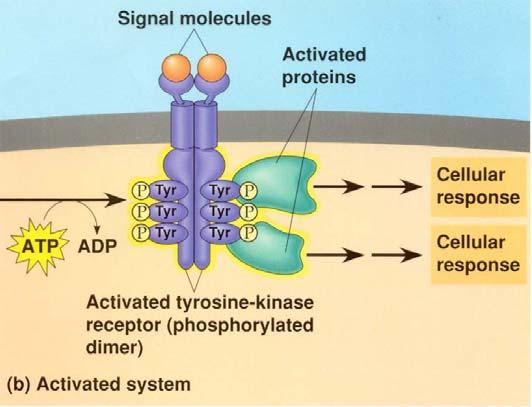Szignalizáció membránreceptorokon - formái: sejtmembrán receptorokon: - rövid távú hatások, pillanatnyi reguláció - gyors alkalmazkodás - receptor: