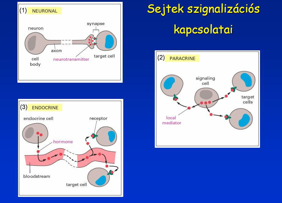 autokrin