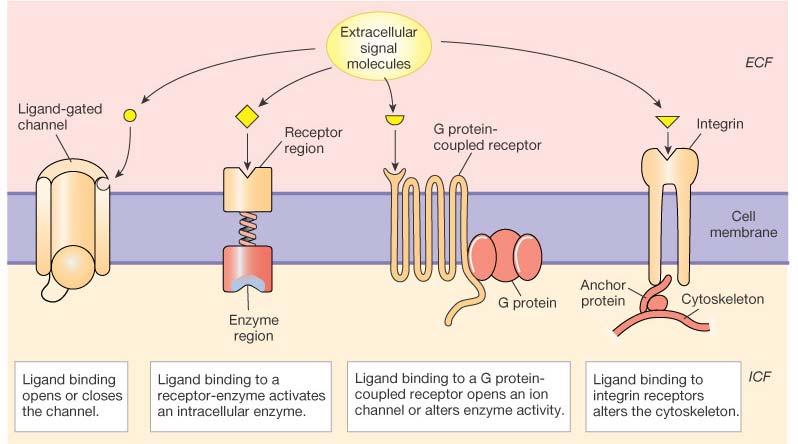 Membrane