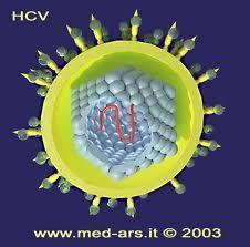 HBV és HCV hepatocelluláris