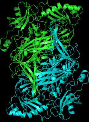 SZEMIKARBAZID-SZENZITÍV AMIN OXIDÁZ (SSAO) Szöveti és szolubilis forma létezik Kötött formája: Vaszkuláris adhéziós protein (VAP-1) Katalizált reakció: R-CH 2 -NH 2 + O 2 + H 2 O = R-CHO + NH 3 + H 2