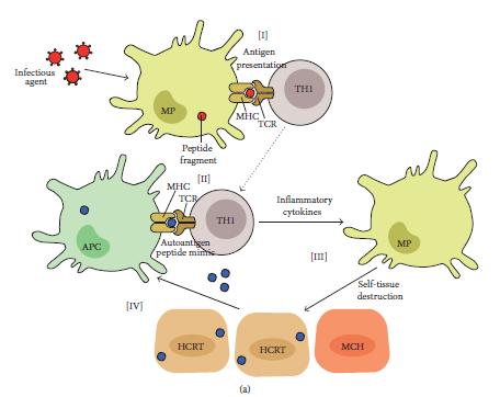 MHC II prezentálja a patogén peptidet T sejt aktiváció TH1 mediált folyamat Keresztreagáló TH1 sejtek mikrobáls