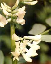 Generatív jellegű, a virágzás és kötés ideje rövidebb, mint a Kisvárdai 22 és Kisvárdai 29 fajták esetén.