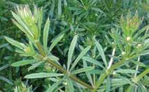 20 ha Repce flex Protect REPCE FLEX Pre-emergens gyomirtó 3 x 1 liter Command 48 EC 8 x 5 liter Butisan 400 SC 2 x 4 Grounded DURSBAN /Cyren EC 4 x 5 liter Dursban 48 EC min.
