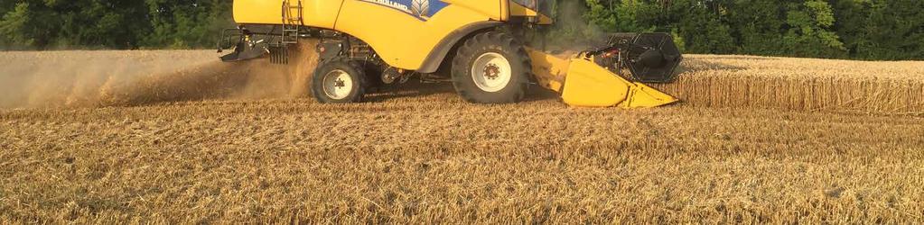 Tarlókezelés, tarlóápolás Kezeletlen, fenyércirokkal és folyondár szulákkal fertőzött terület (bal oldalt). Roundup Mega (3,2 l/ha) dózis hatása (jobb oldal) 2 napos, kezelés utáni műveléssel.