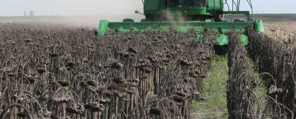 Napraforgó állományszárítása 2017 Roundup Mega 3,0 l/ha hatása mezei acat ellen, 17 nappal a kezelés után. Roundup Mega-val kezelt napraforgó (1,6 2,4 l/ha), a kezelés után 13 nappal.
