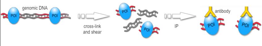 ChIP-seq