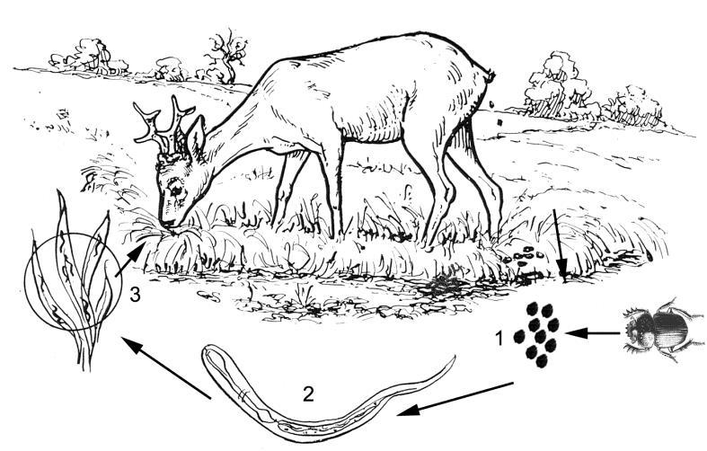 Dictyocaulus fajok életciklusa A lerakott petékből szinte azonnal kibújó L1 lárvák az ürülékkel jutnak a külvilágba L1-L3 az ürülékkupacban Pilobolus gomba sporangiumával