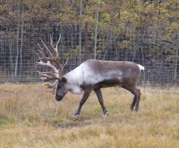 Szarvasfélékben: Dictyocaulus