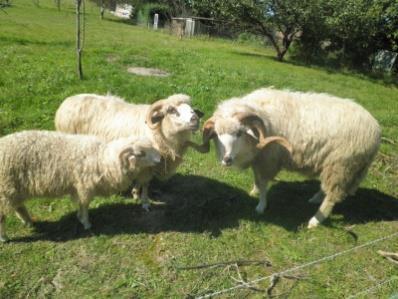 rénszarvas (pézsmatulok)