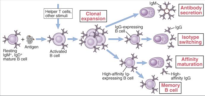 A humorális (B sejtes) immunválasz lépései Antigén felismerés B sejt aktiváció: proliferáció, differenciálódás Thelper sejt +egyéb stimulusok Klonális osztódás Elsődleges válasz: