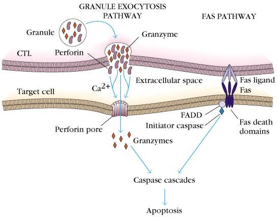 A CTL indukálta apoptosis mechanizmusa: Soluble effectors: