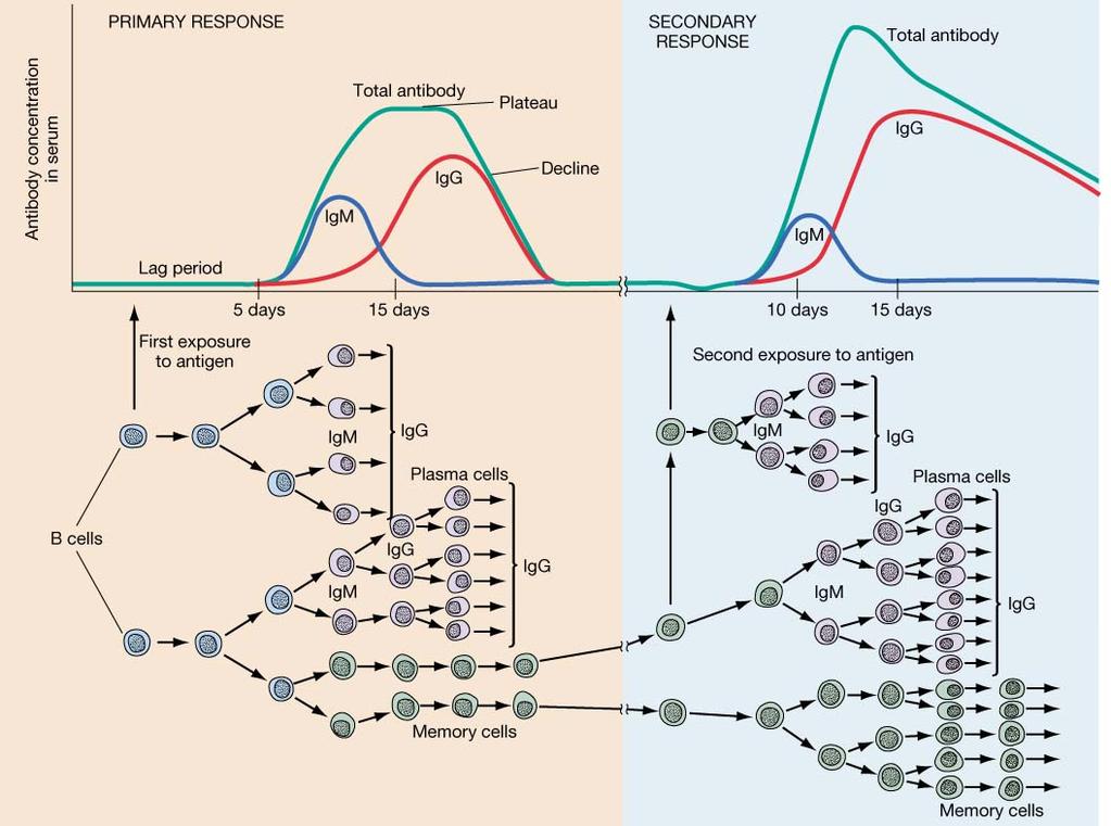 Az ellenanyagválasz kinetikája Elsődleges immunválasz