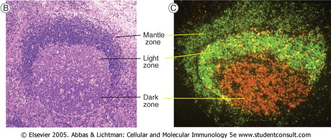 Centrum germinativum reakció Anti-CD23-FITC+ FDC + naiv B cells Anti-Ki 67-PE+ Mitotic B cell blasts Főleg osztódó B-sejtek (centroblastok, centrocyták), ~10 % T-sejt, FDCk Sötét zóna: centroblastok