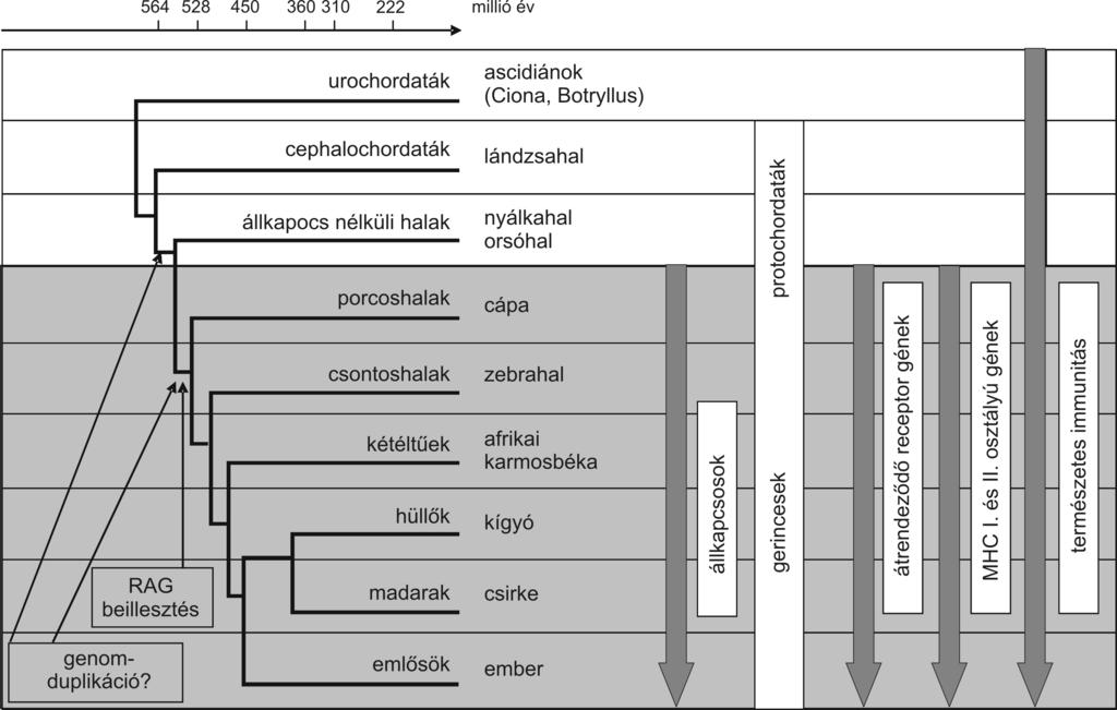 Magyar Tudomány 2005/6 3. ábra Az adaptív immunitás és az MHC kialakulása a fajfejlõdés során (Kasahara et al.: Trends in Immunology. 2004, 25, 105 111.