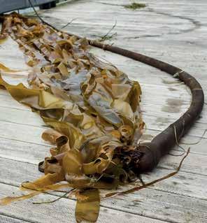 A kelp kinézete ellenére egy tengeri barnamoszat üreges szárral és hagymaszerű fejjel, amelyből hosszú, vastag, bőrszerű levelek lógnak alá.
