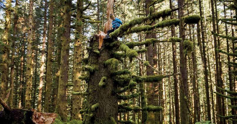 Kodiak-szigetén már megjelentek a fák, és fantasztikus regényes mohás erdőt alkottak.
