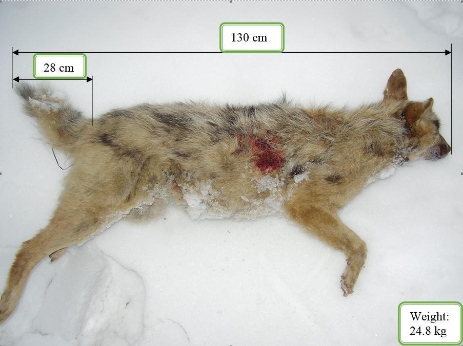 5.6. Az aranysakál és a kutya lehetséges hhibridizációja A Bács-Kiskun megyei Szakmár község külterületén 2012 februárjában a vadgazdálkodási egység