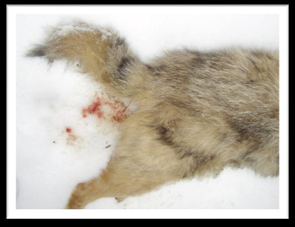 A kutyák esetében Cytb, KJ789955 (Canis lupus familiaris, alkalmazott primerek: TATTTCAACTATAAGAACAT és TGGTAGTACATAGCCCATGAATGC), az aranysakálok esetében Cytb, AF028138 (Canis aureus, alkalmazott
