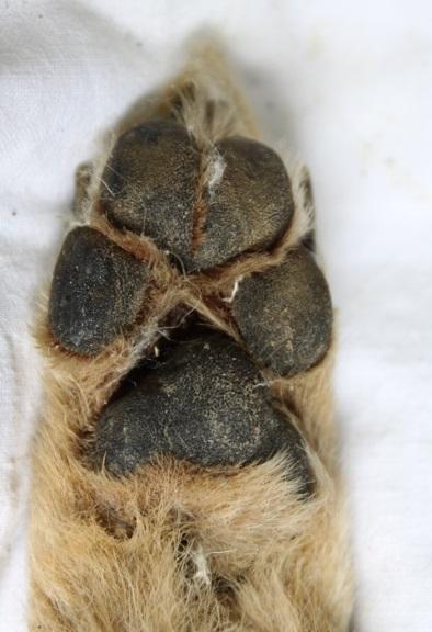 táblázat). Cytb, KJ789955, Canis lupus familiaris 434 bp (n=12) 423 bp - PCR Cytb, AF028138, Canis aureus 332 bp (n=10) 385 bp - PCR A vizsgált egyed 434 bp (n=1) - 40.
