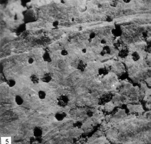 kép: Bryozoa bekérgezés Ostrea cyathula LAMARCK mészvázán, 18,75x Eger, Wind féle téglagyár, limonitos homokkő Lsz.: 55.3090.1 3.