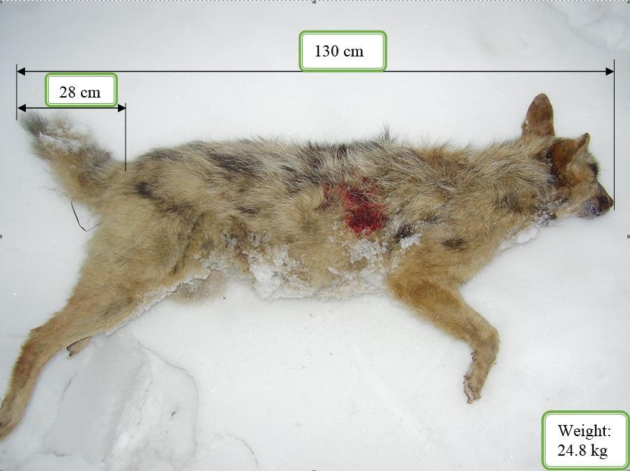 5.6. Az aranysakál és a kutya lehetséges hhibridizációja A Bács-Kiskun megyei Szakmár község külterületén 2012 februárjában a vadgazdálkodási egység