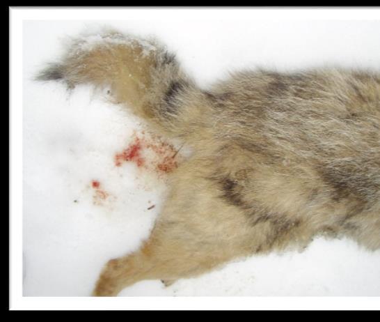A kutyák esetében Cytb, KJ789955 (Canis lupus familiaris, alkalmazott primerek: TATTTCAACTATAAGAACAT és TGGTAGTACATAGCCCATGAATGC), az aranysakálok esetében Cytb, AF028138 (Canis aureus, alkalmazott