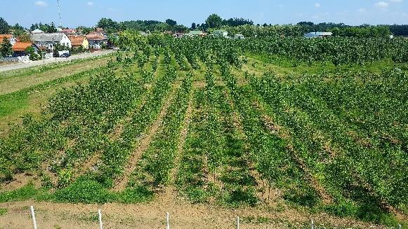 Nem maradtak üresen a lámpaoszlopok sem, 65 db függő, 120 db rögzített virág kaspóba ültetett muskátli és begónia ontotta virágait. 2017.