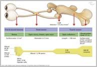 (statikus, kinetikus ) A papilla rostveszteségének mérése Heidelberg Retina Tomográfia (HRT) A macula, papillomacularis régiók vizsgálata (a