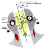 szemtünet - Ocularis Stroke a SZEMMOZGATÓ rendszerben KETTŐSLÁTÁS ATÖ - szemmozgató