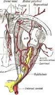 : ISCHEMIÁS STROKE +/- a látórendszerben: OCULARIS STROKE retinában < papillában (NA-AION) >>> chiasmában << radiatio