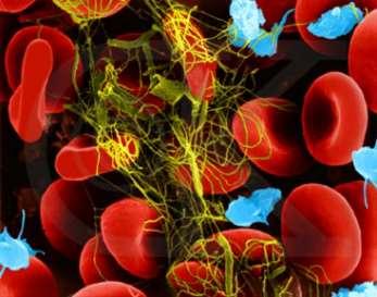 A vörös csontvelőben keletkeznek úgy, hogy az őssejtekből differenciálódó óriássejtek (megakariocyta) sejtplazmájából hasadnak le. A véralvadásban játszanak szerepet.