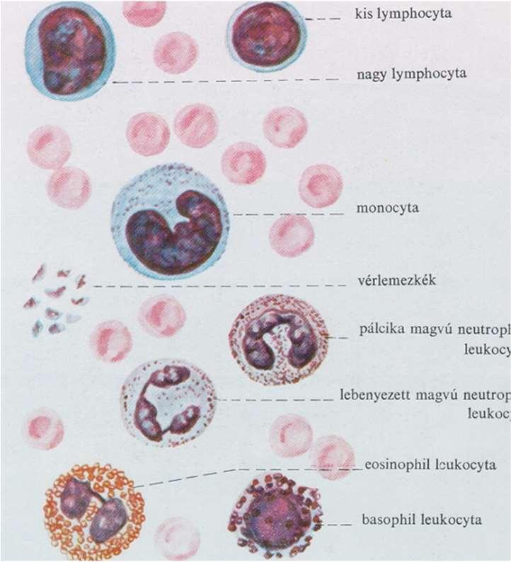 Az említett anyagokkal együtt összesen 13-féle összetevője van a véralvadásnak, amelyeket I-XIII római számokkal jelzett véralvadási faktoroknak nevezzünk.